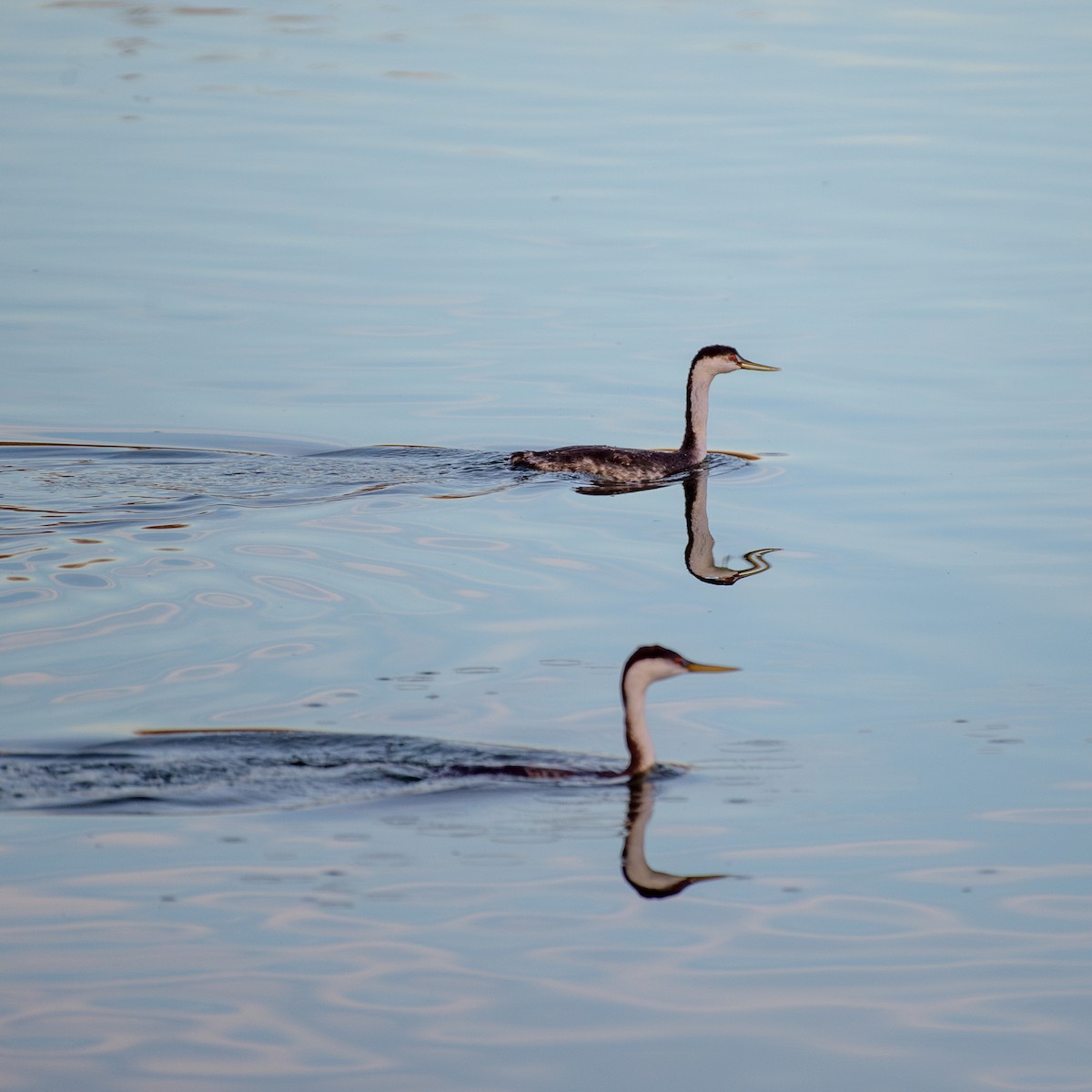 Western Grebe - trish H.