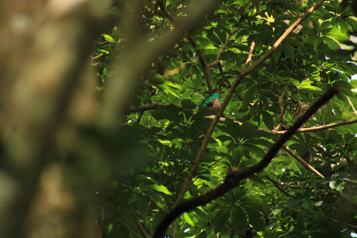 Resplendent Quetzal - Fátima Ballinas