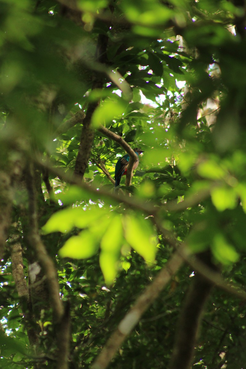 Resplendent Quetzal - ML612518773