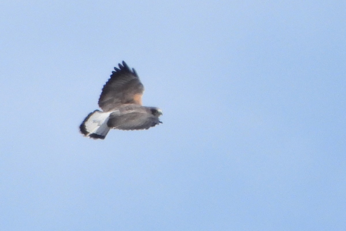 White-tailed Hawk - ML612518782