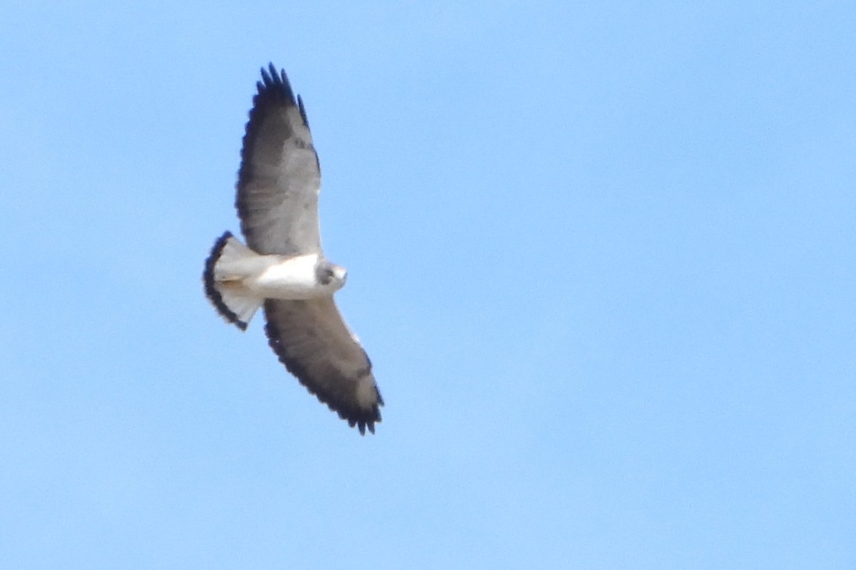 White-tailed Hawk - ML612518783