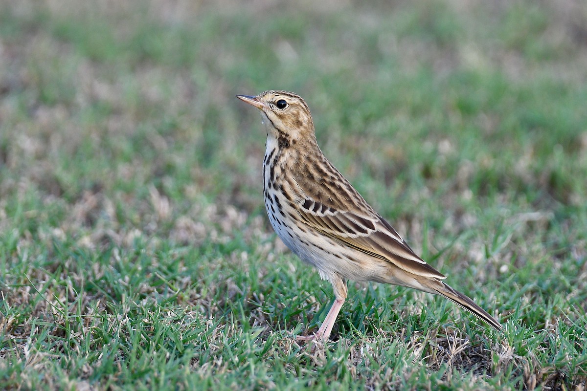 Tree Pipit - ML612518797