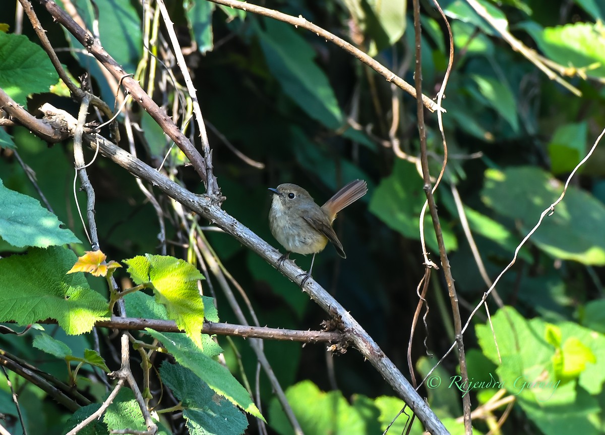 Slaty-blue Flycatcher - ML612518815
