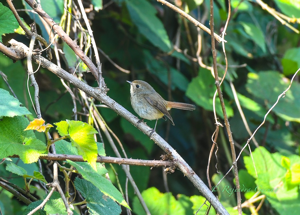 Slaty-blue Flycatcher - ML612518816