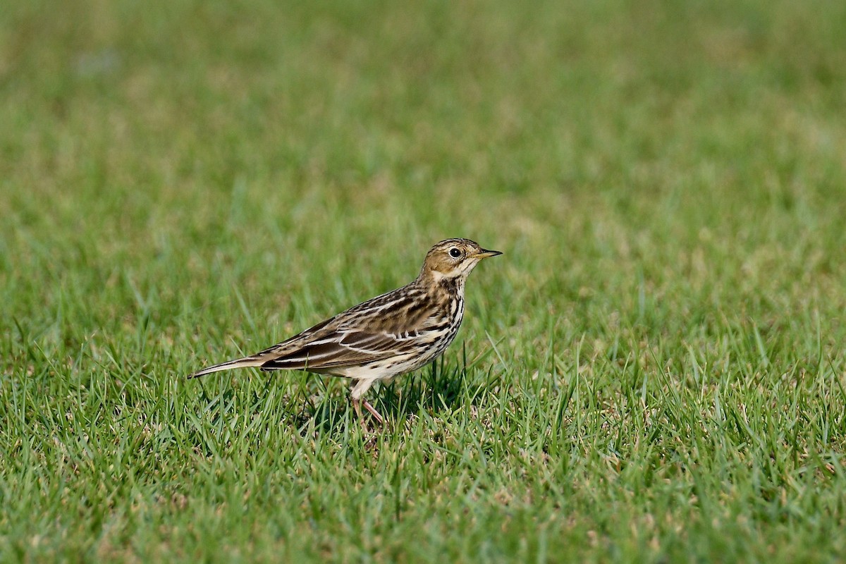 Red-throated Pipit - ML612518825