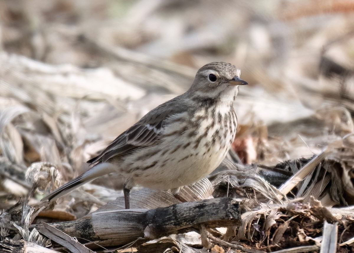 American Pipit - ML612518854