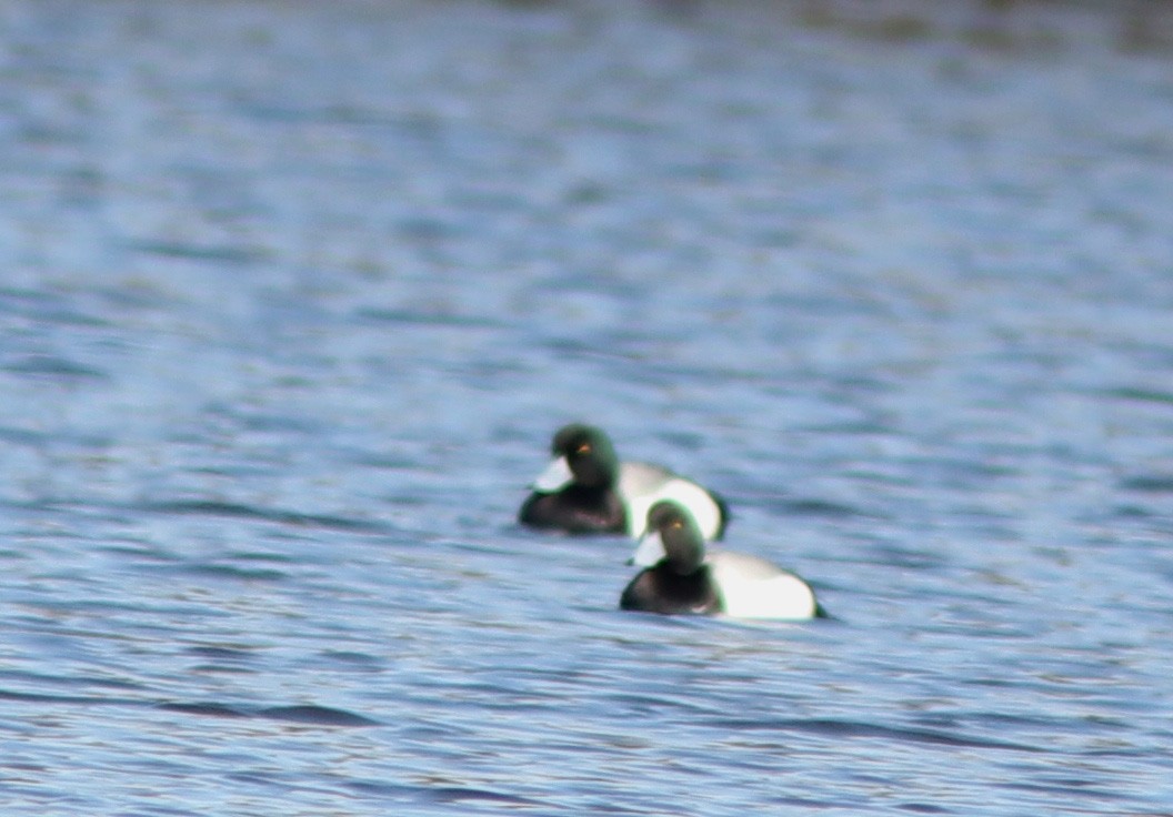 Greater Scaup - Real Gauthier