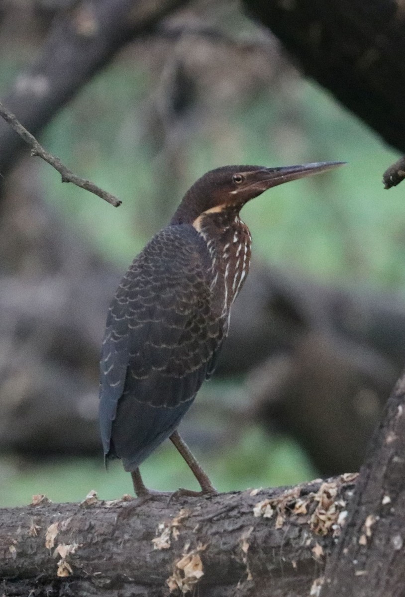 Black Bittern - Kirill Shtengel