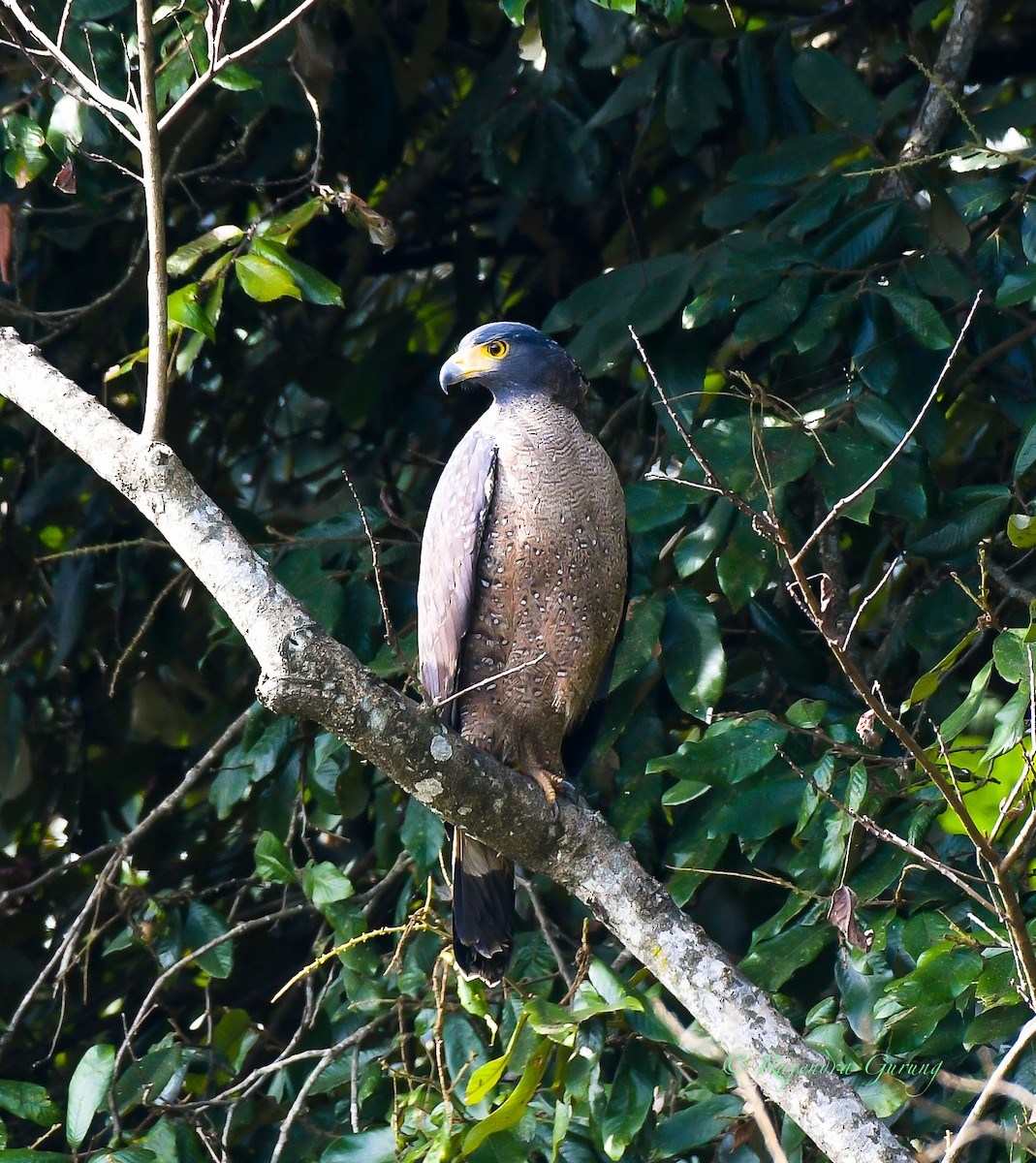 Crested Serpent-Eagle - ML612518931