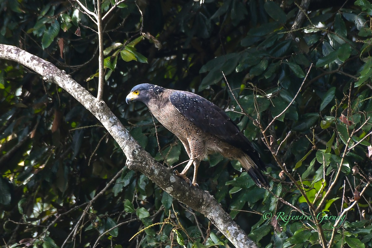 Crested Serpent-Eagle - ML612518932