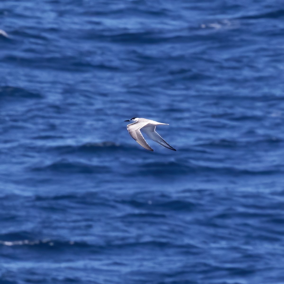 Common Tern - ML612518934