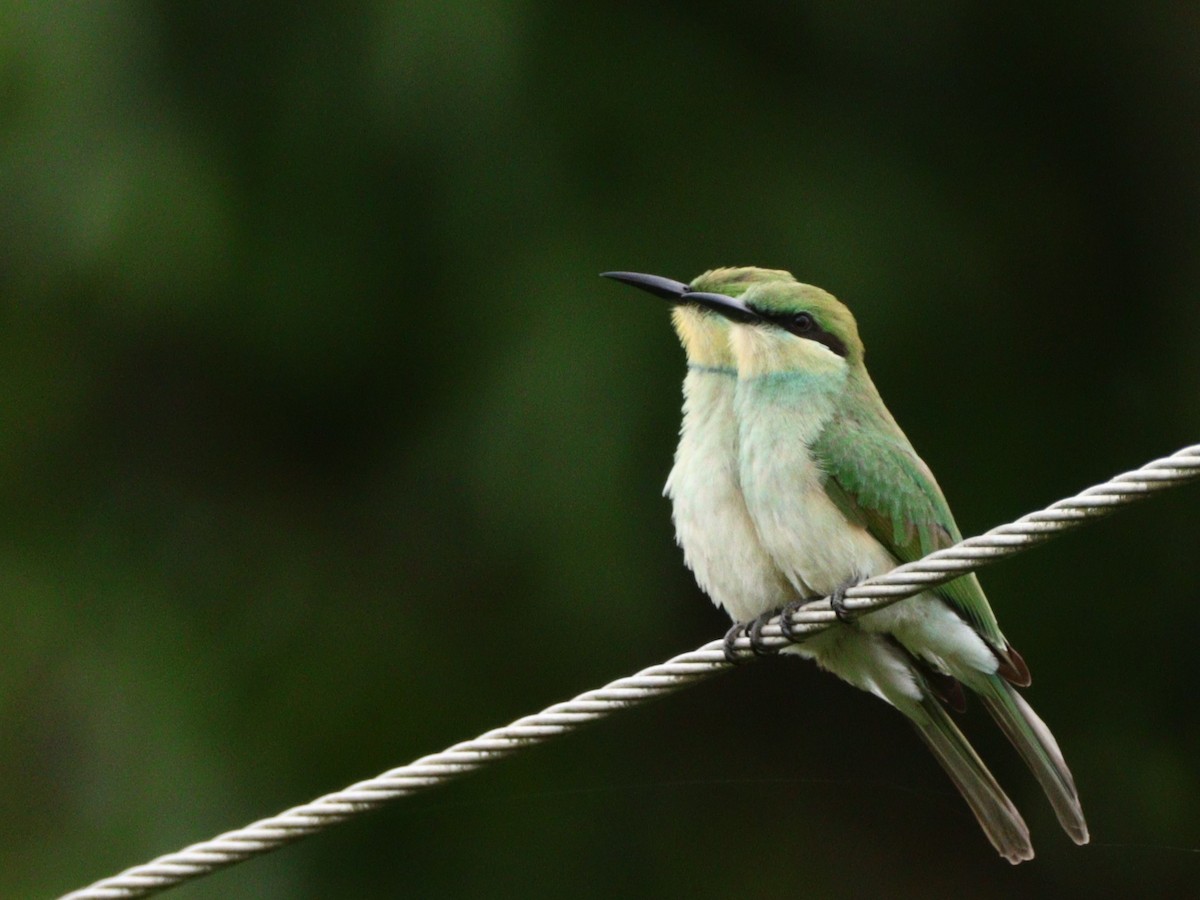 Asian Green Bee-eater - ML612518978
