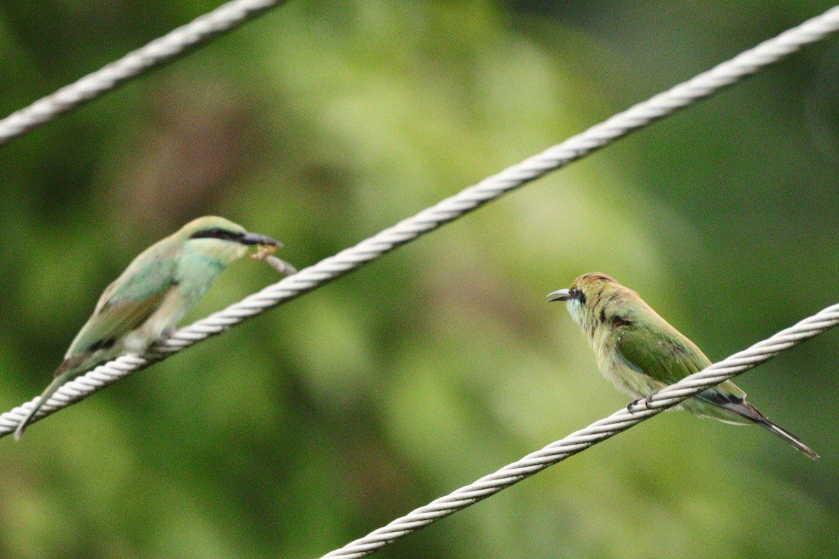 Asian Green Bee-eater - ML612518979