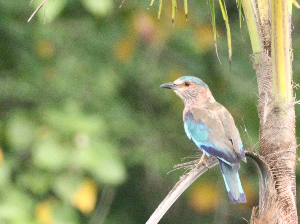 Indian Roller - ML612518989