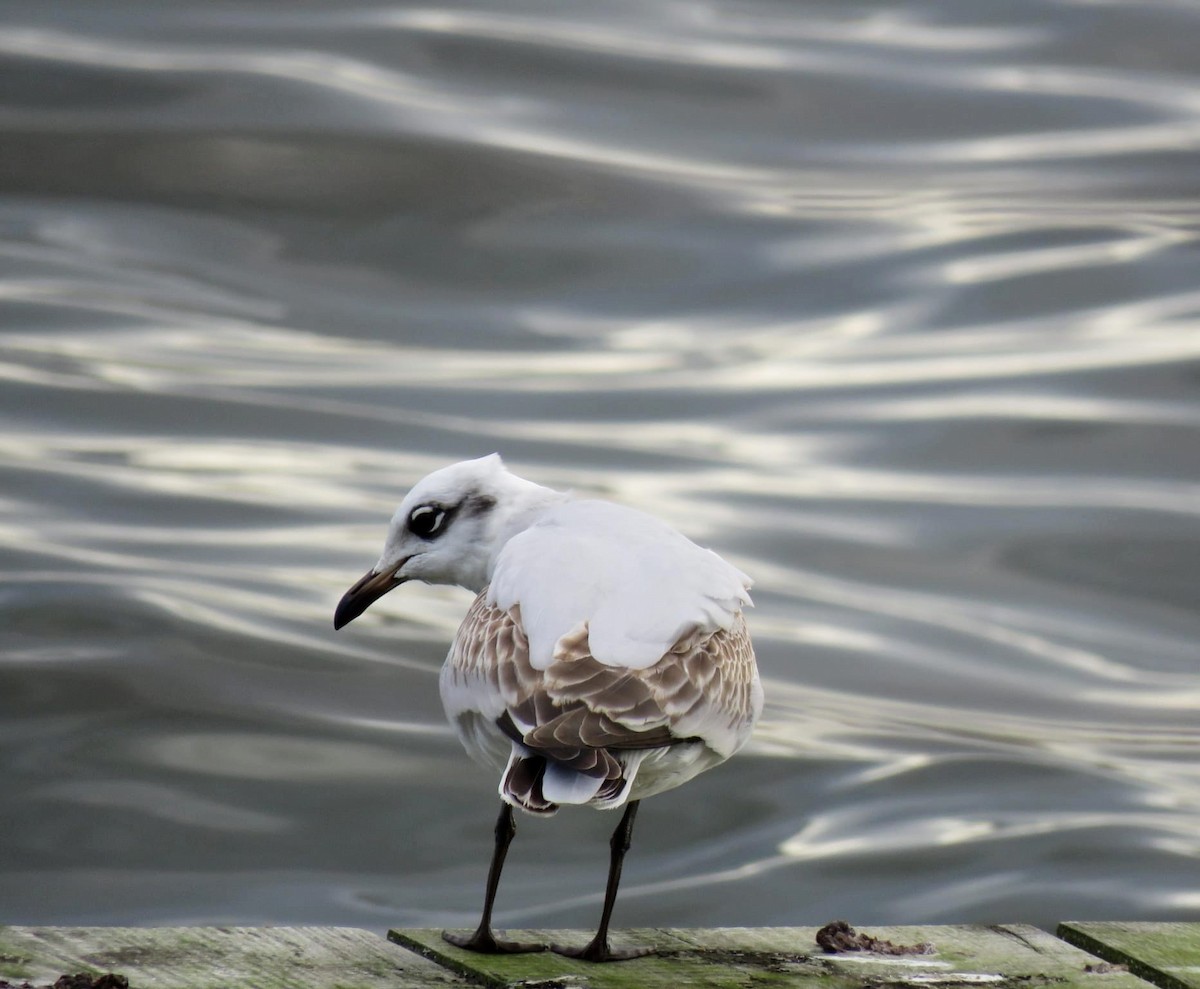 Gaviota Cabecinegra - ML612518992