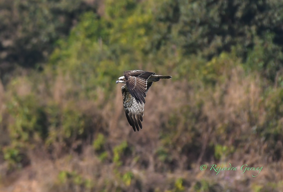 Osprey - ML612518996