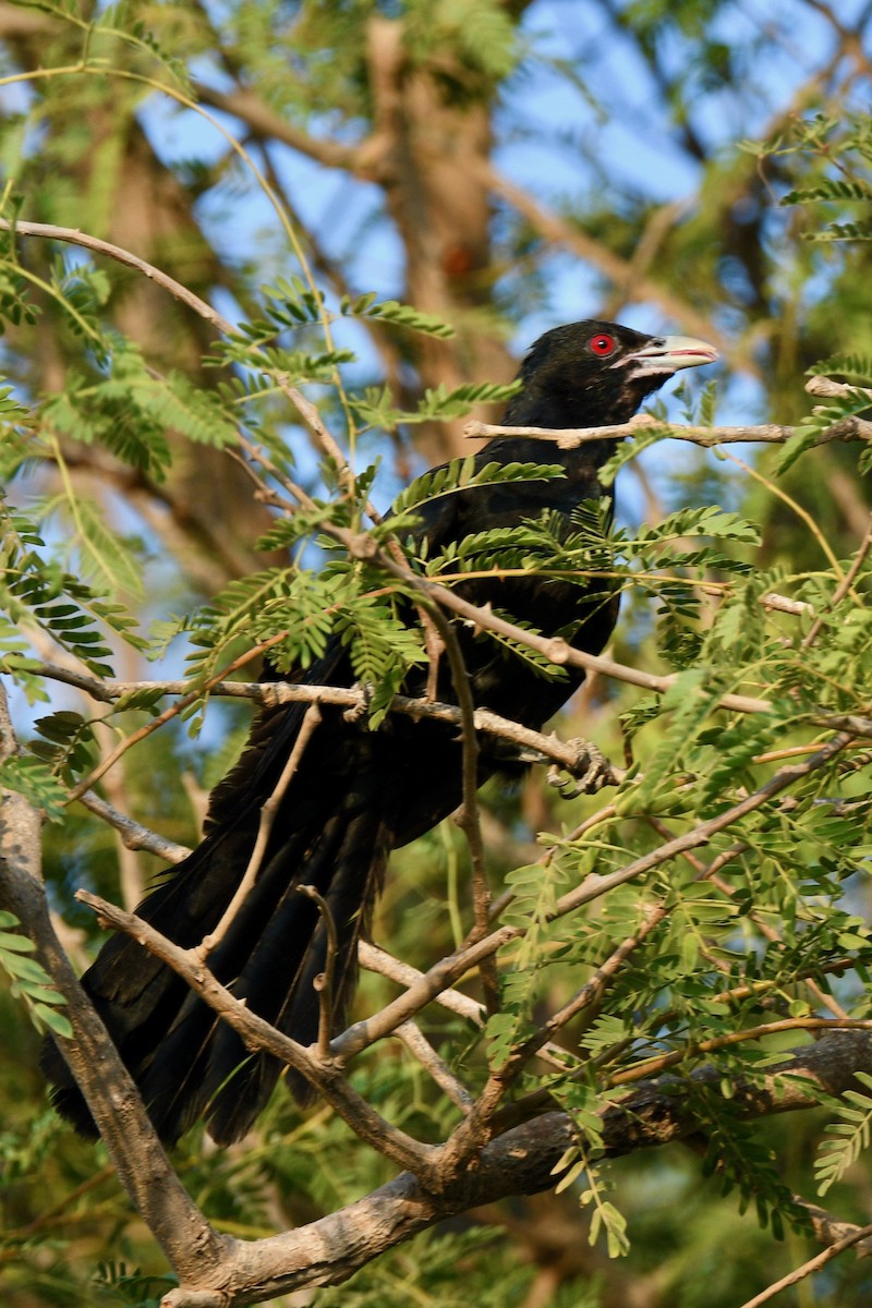 Asian Koel - ML612519006