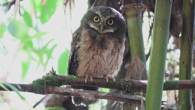 White-throated Screech-Owl - ML612519040