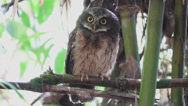 White-throated Screech-Owl - ML612519041