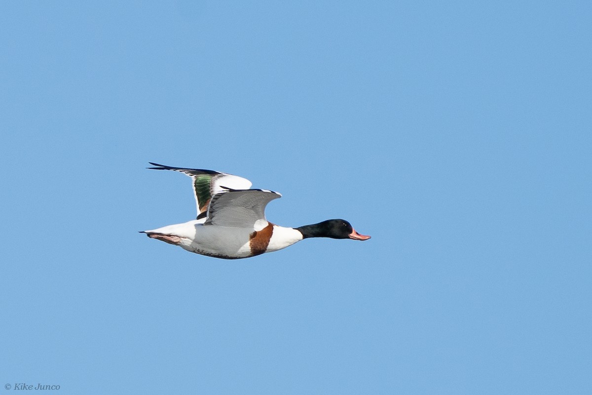 Common Shelduck - ML612519082