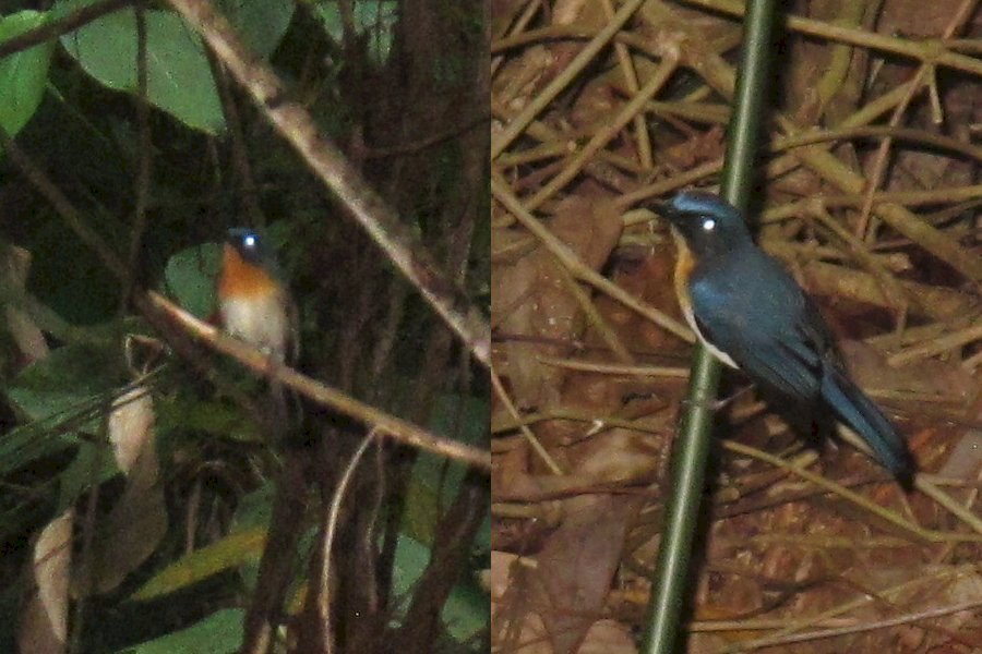 Indochinese Blue Flycatcher - ML612519103