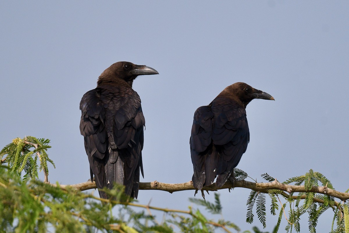 Brown-necked Raven - ML612519111