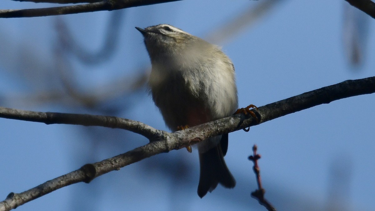 Roitelet à couronne dorée - ML612519147