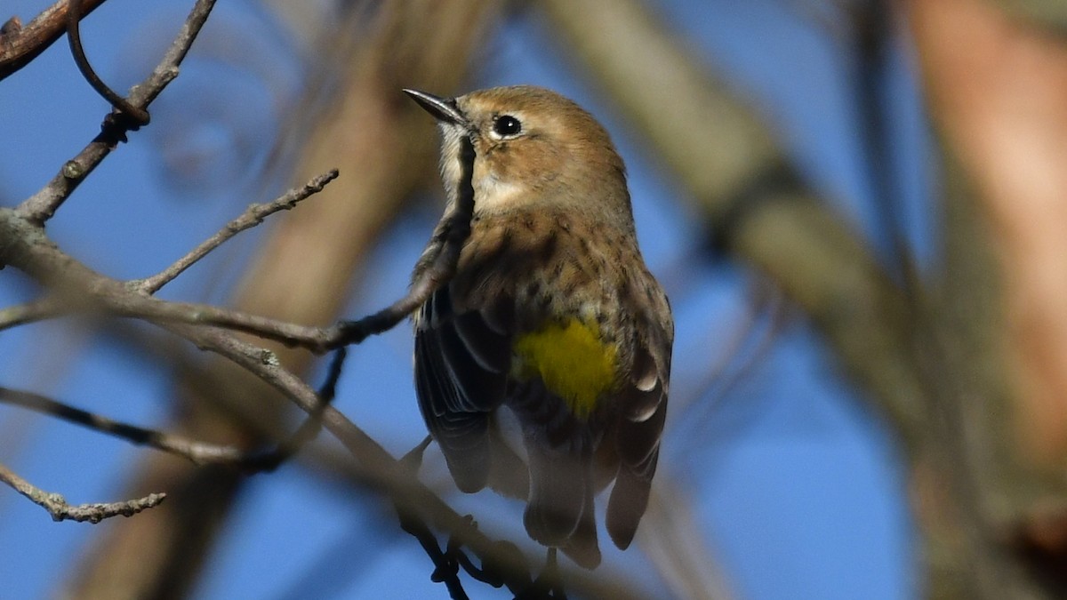 Пісняр-лісовик жовтогузий (підвид coronata) - ML612519156