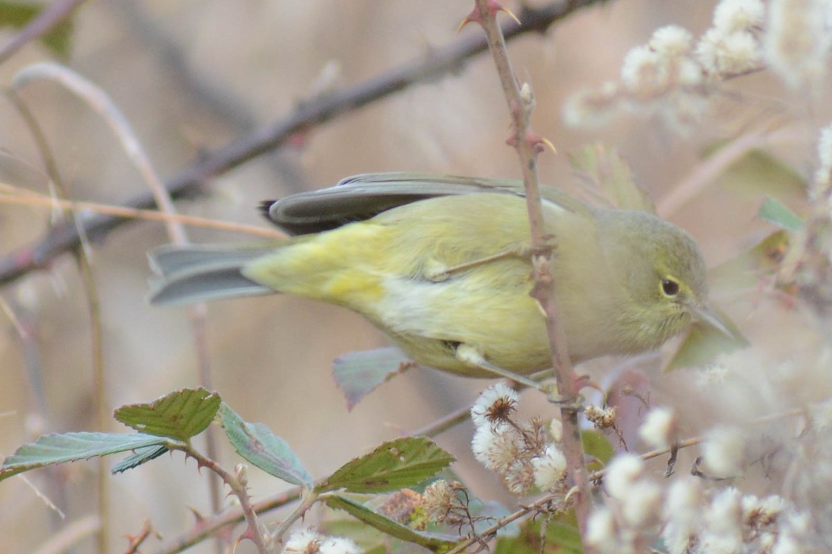 Orange-crowned Warbler - ML612519175