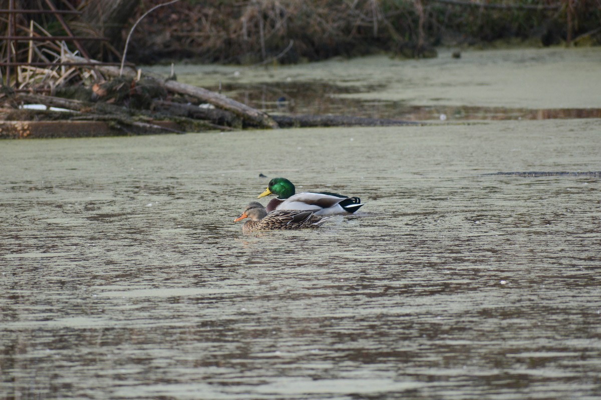 Mallard - Emma Blackford