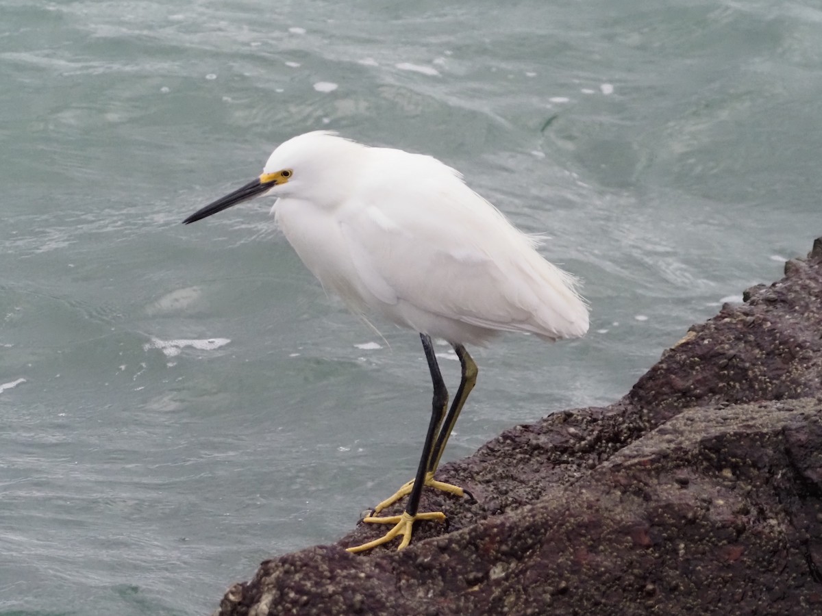 Snowy Egret - ML612519333