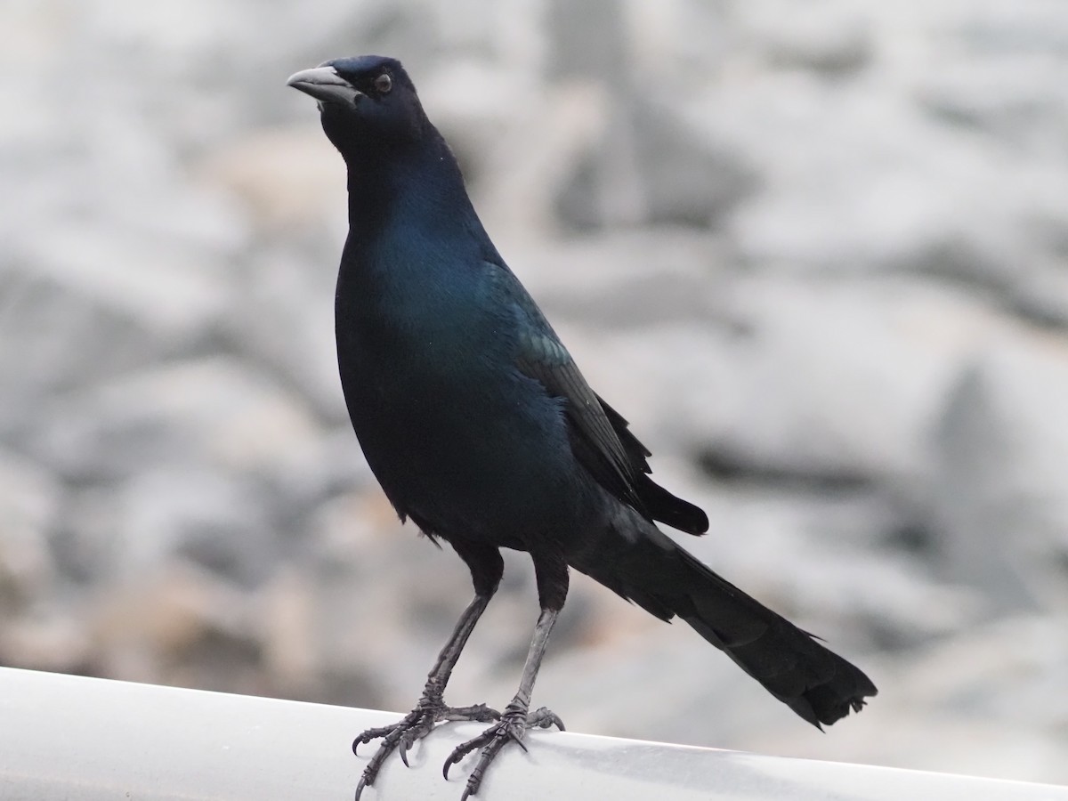 Boat-tailed Grackle - ML612519361