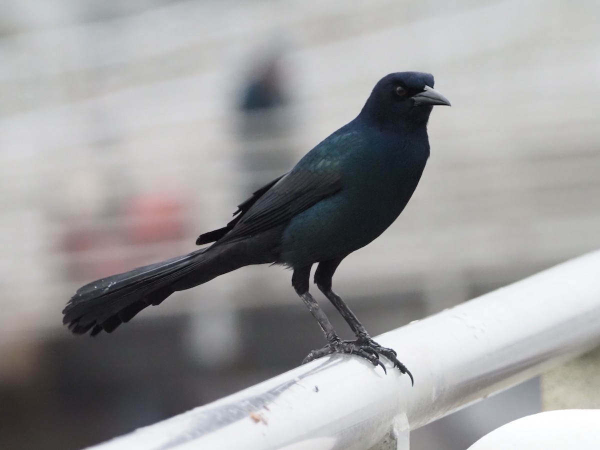 Boat-tailed Grackle - ML612519362