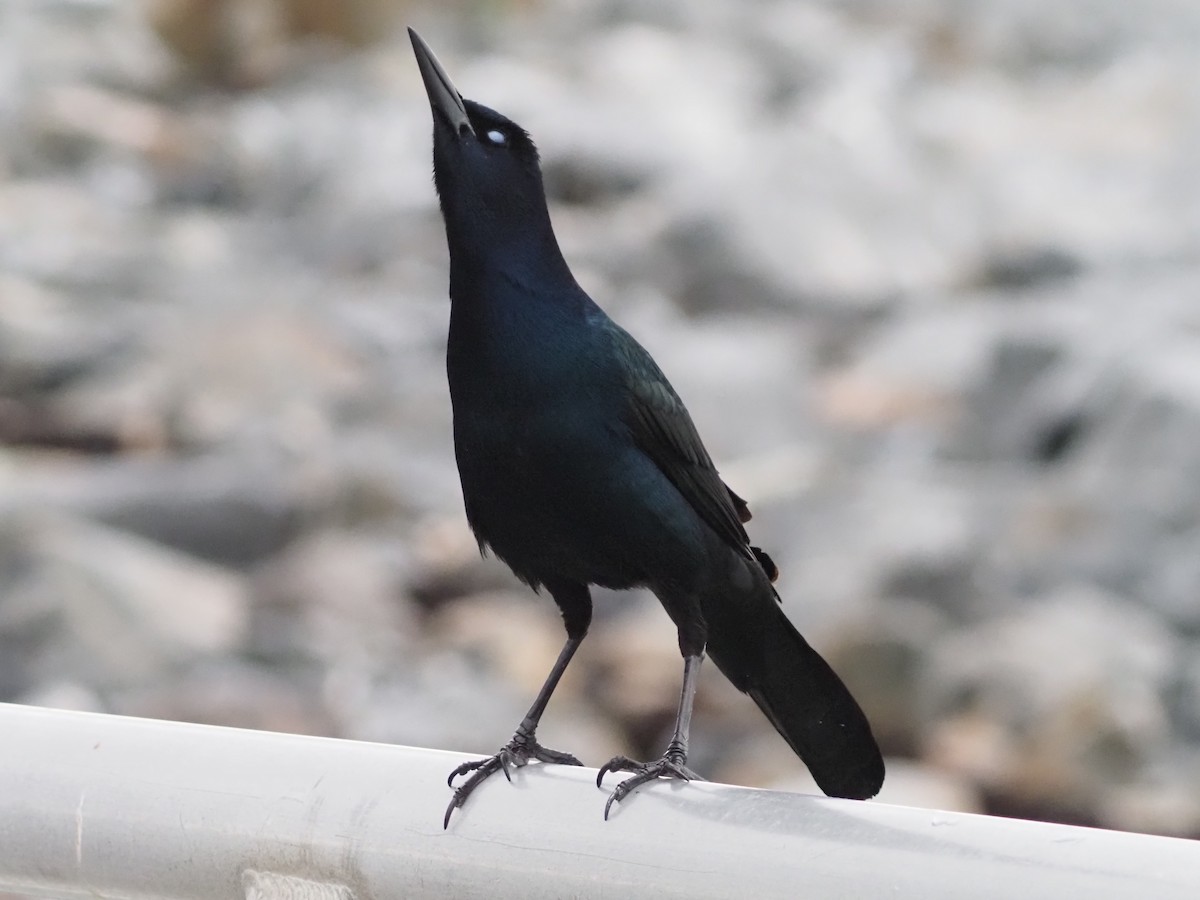 Boat-tailed Grackle - ML612519363