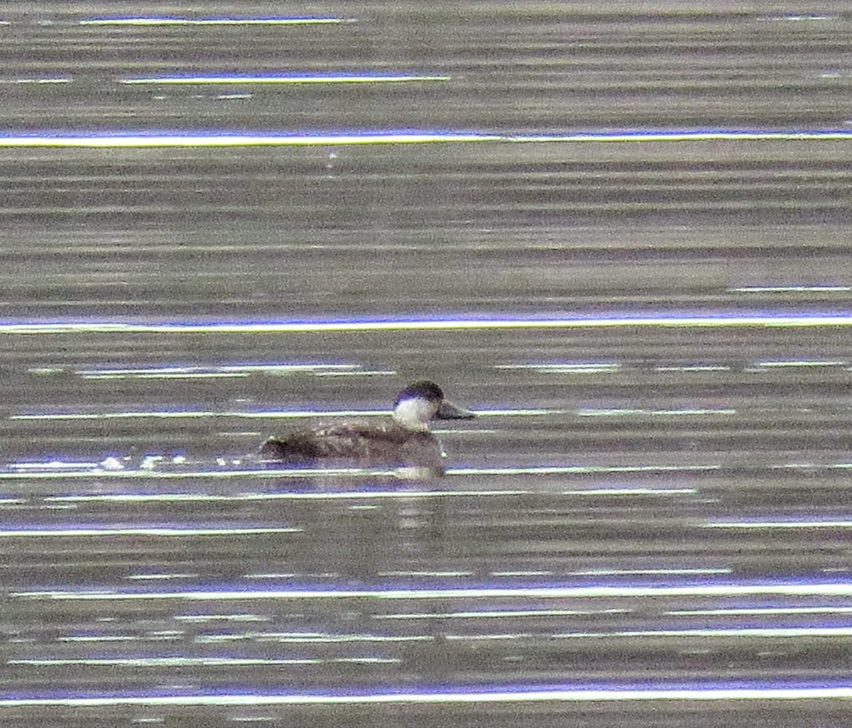 Common Scoter - ML612519431