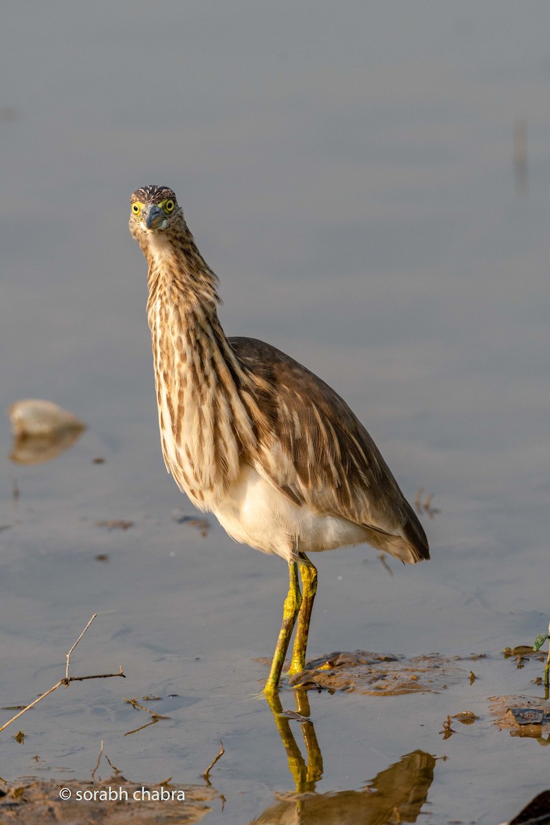 Indian Pond-Heron - ML612519467