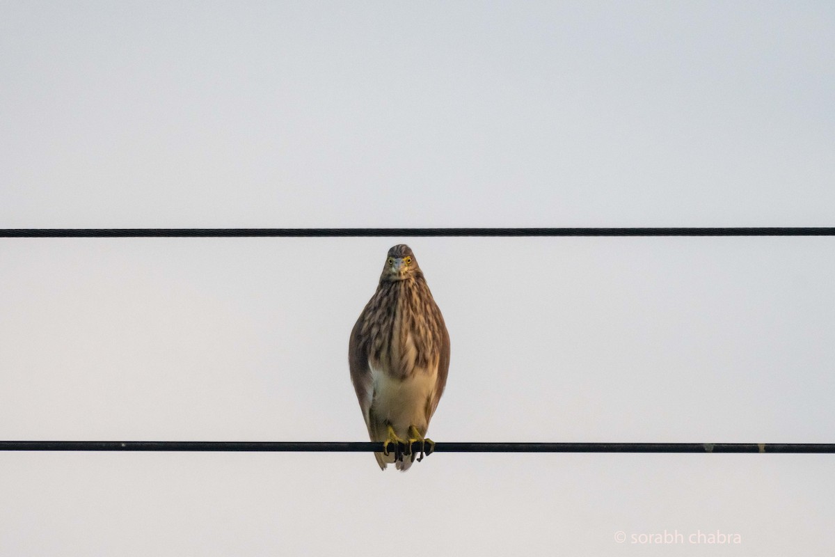 Indian Pond-Heron - ML612519468