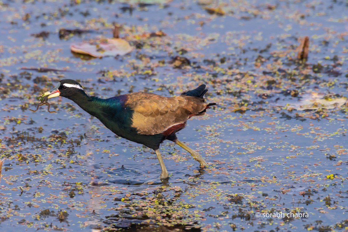 Bronze-winged Jacana - ML612519481