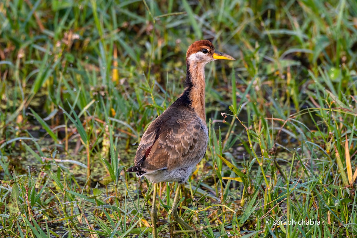 Bronze-winged Jacana - ML612519482