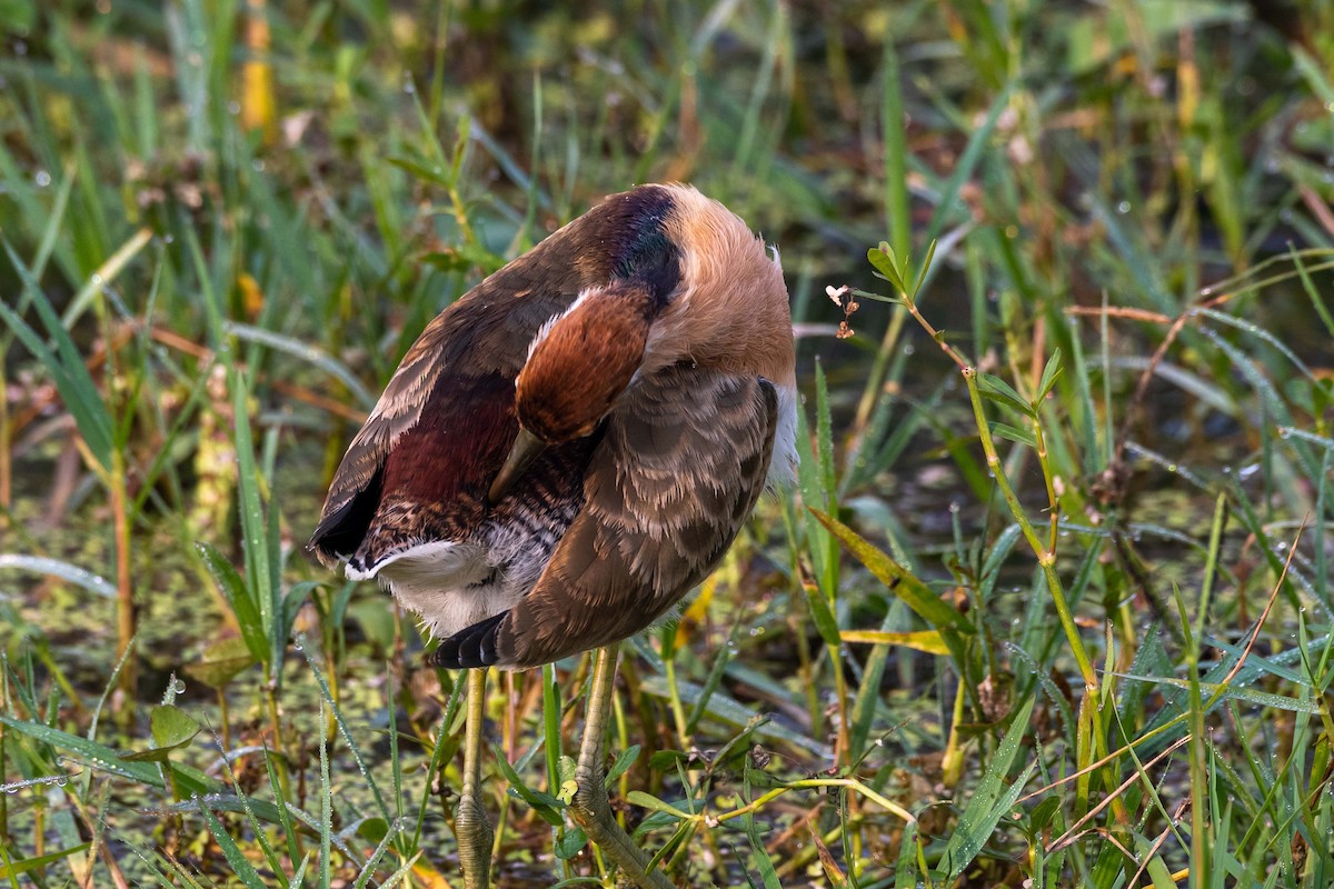 Bronze-winged Jacana - ML612519483