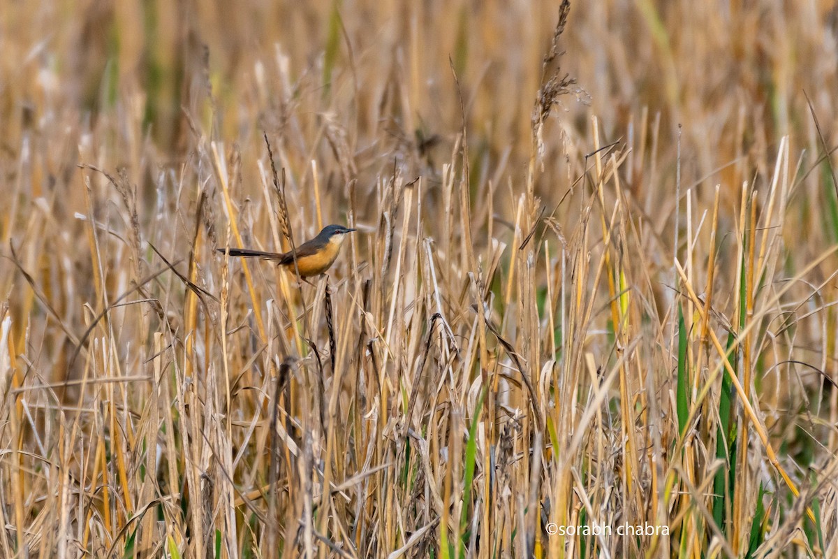 Ashy Prinia - ML612519520