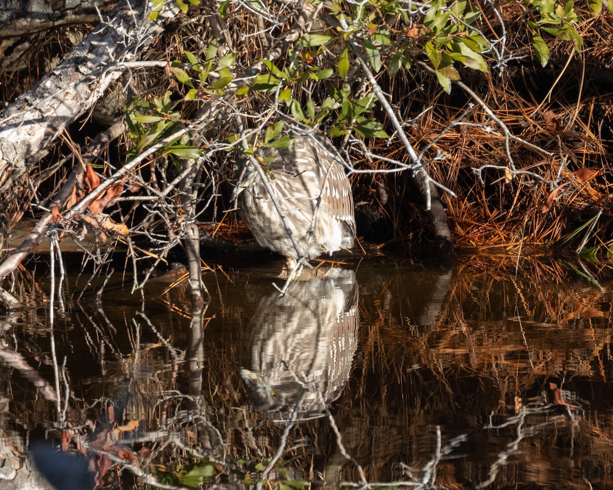 Black-crowned Night Heron - ML612519581