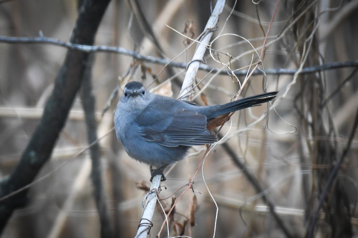 kattespottefugl - ML612519615