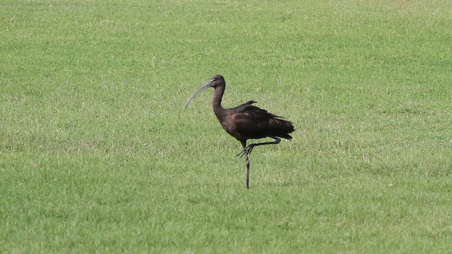 Glossy Ibis - ML612519624