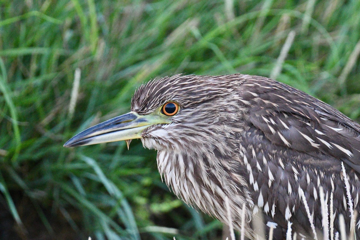 Black-crowned Night Heron - ML612519648