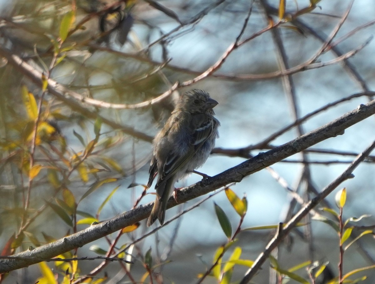 Common Rosefinch - Francisco Solano González