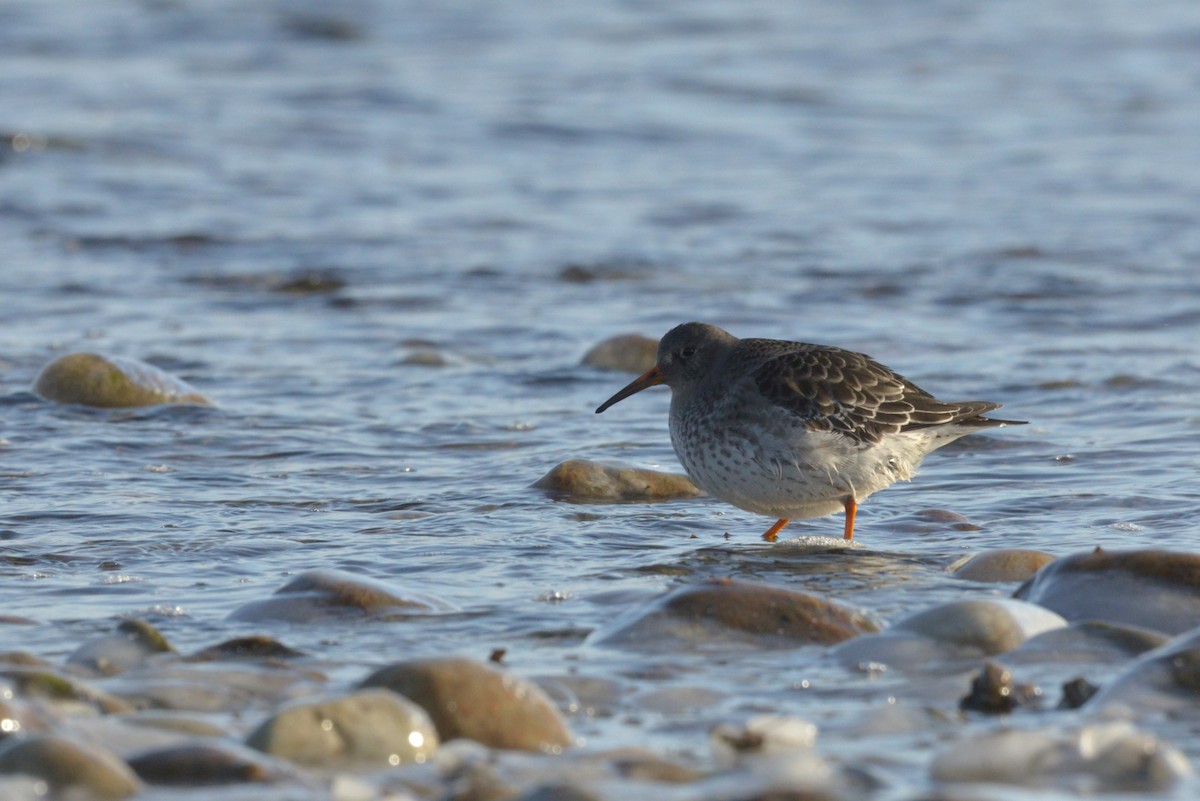 Purple Sandpiper - ML612519707