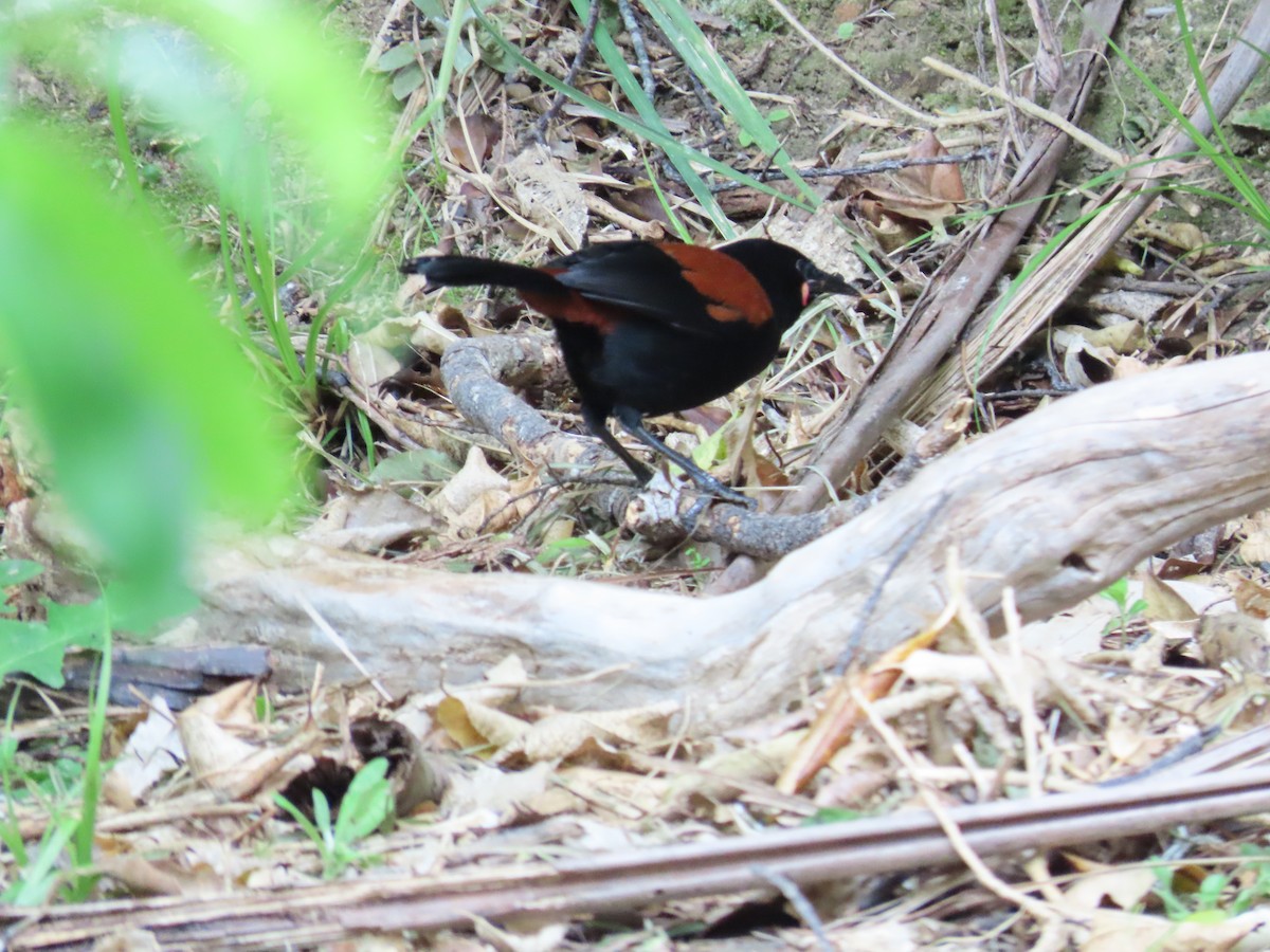 South Island Saddleback - ML612519715