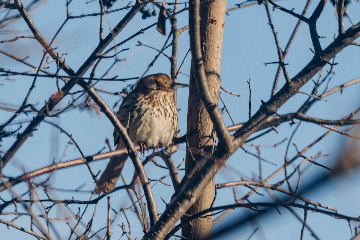 Brown Thrasher - ML612519766