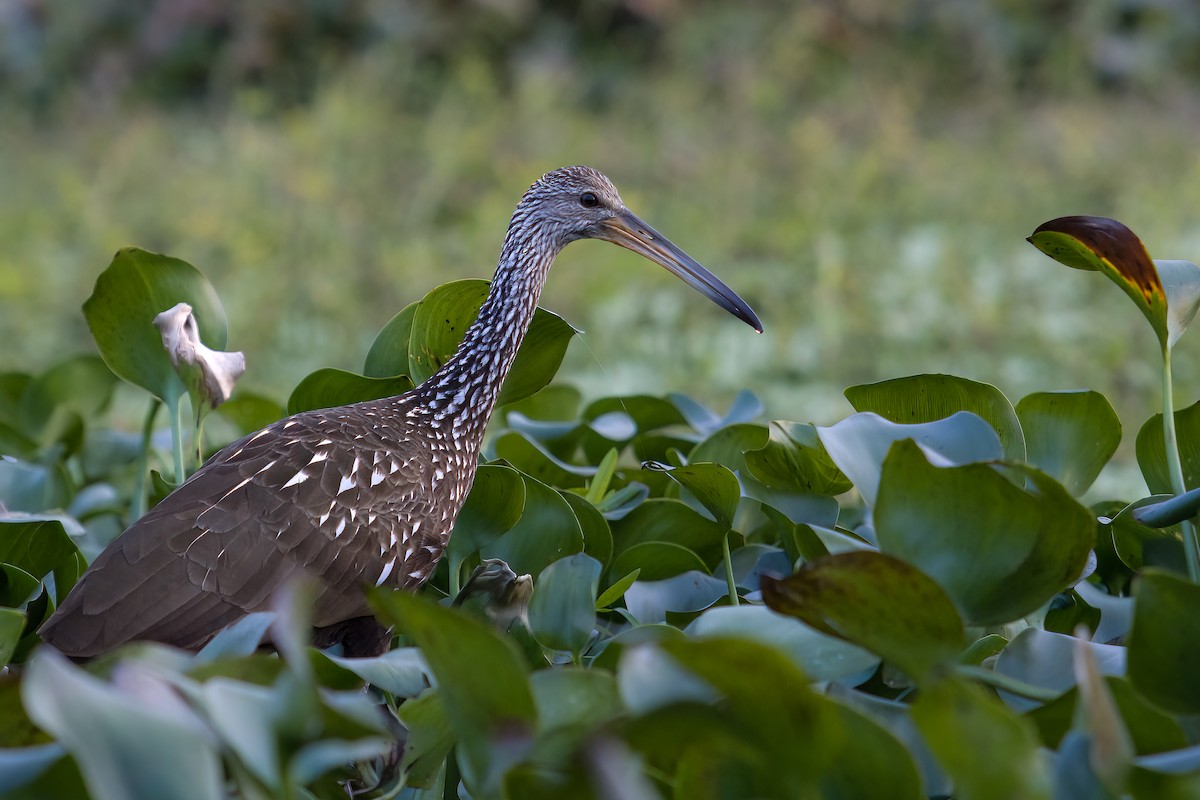 Limpkin - ML612519782